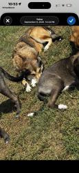 Lost Female Dog last seen Tulsa Animal Shelter, Tulsa, OK 74115