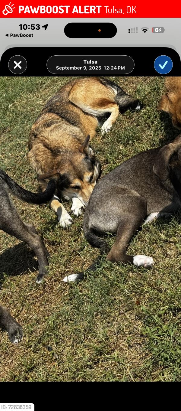 Lost Female Dog last seen Tulsa Animal Shelter, Tulsa, OK 74115