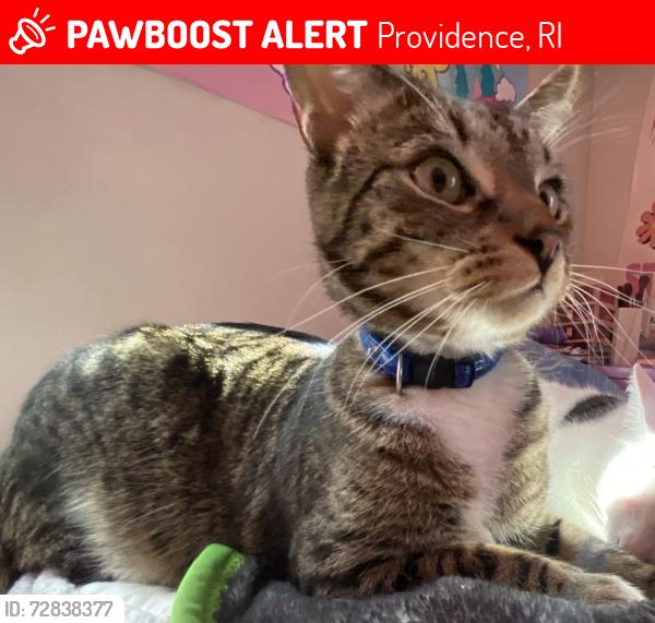 Lost Male Cat last seen Near Admiral Street, Providence, RI 02908
