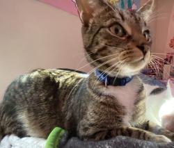 Lost Male Cat last seen Near Admiral Street , Providence, RI 02908