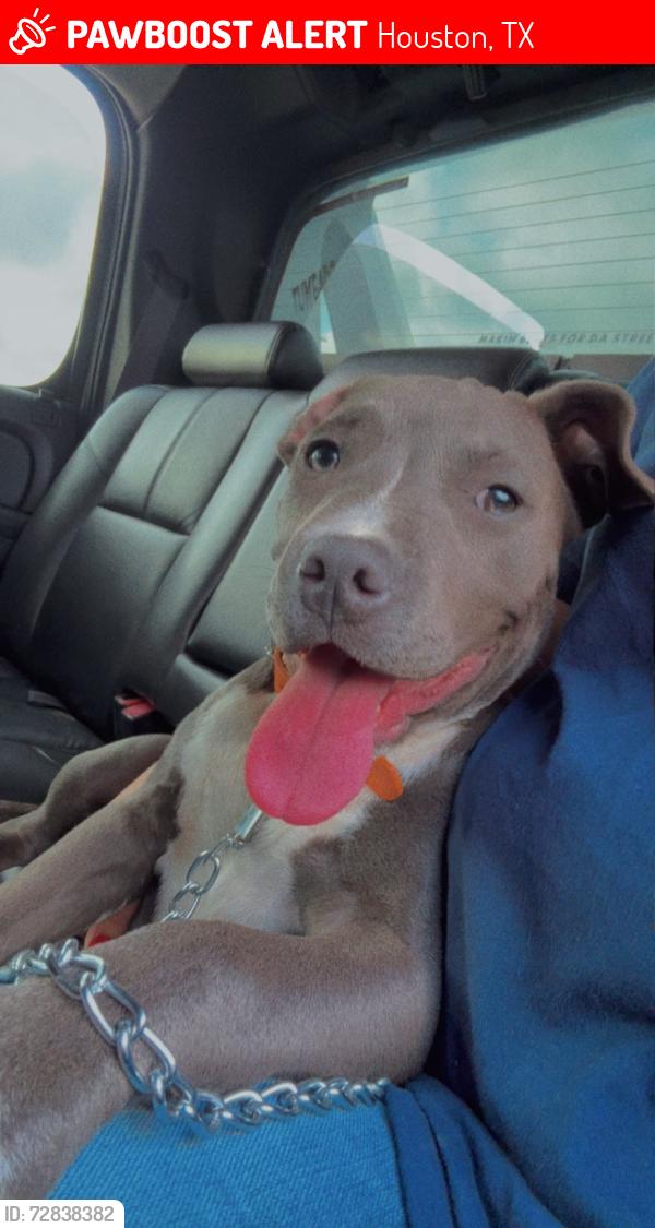 Lost Female Dog last seen Por walgreens, Houston, TX 77074
