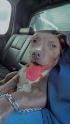Lost Female Dog last seen Por walgreens, Houston, TX 77074