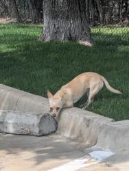 Found/Stray Female Dog last seen Illinois ave, Dallas, TX 75233