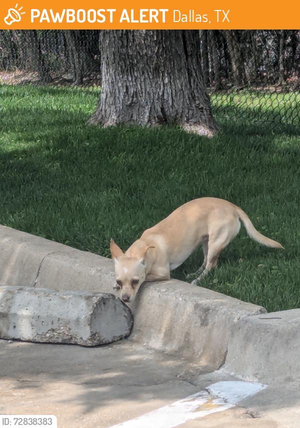 Found/Stray Female Dog last seen Illinois ave, Dallas, TX 75233