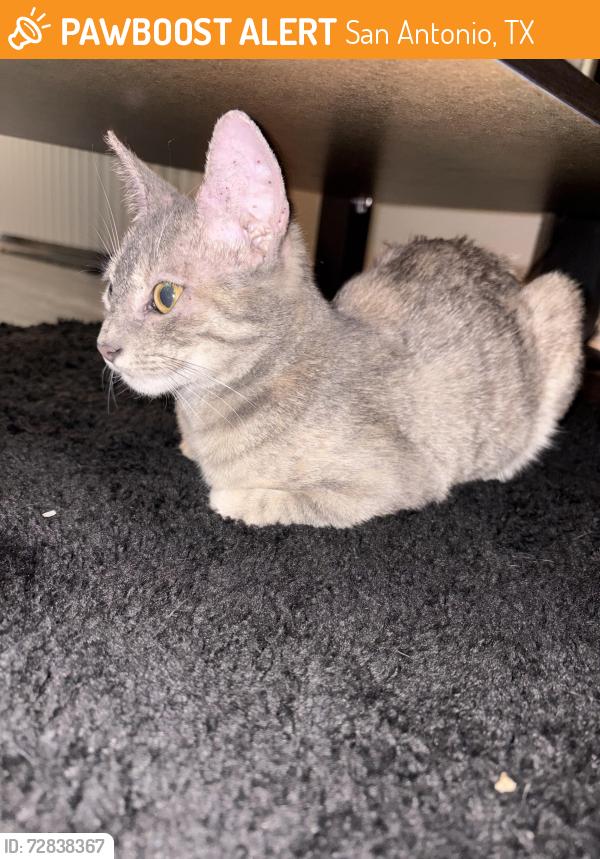 Found/Stray Female Cat last seen The Clara apmts, San Antonio, TX 78230
