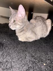 Found/Stray Female Cat last seen The Clara apmts, San Antonio, TX 78230