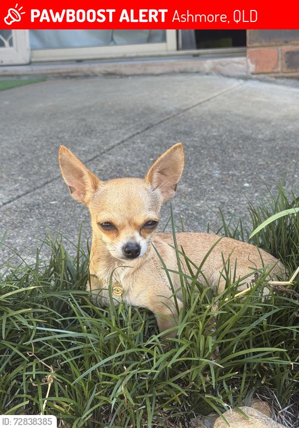 Lost Female Dog last seen Gunyah park Gunyah grove Ashmore , Ashmore, QLD 4214