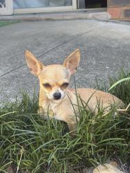 Lost Female Dog last seen Gunyah park Gunyah grove Ashmore , Ashmore, QLD 4214