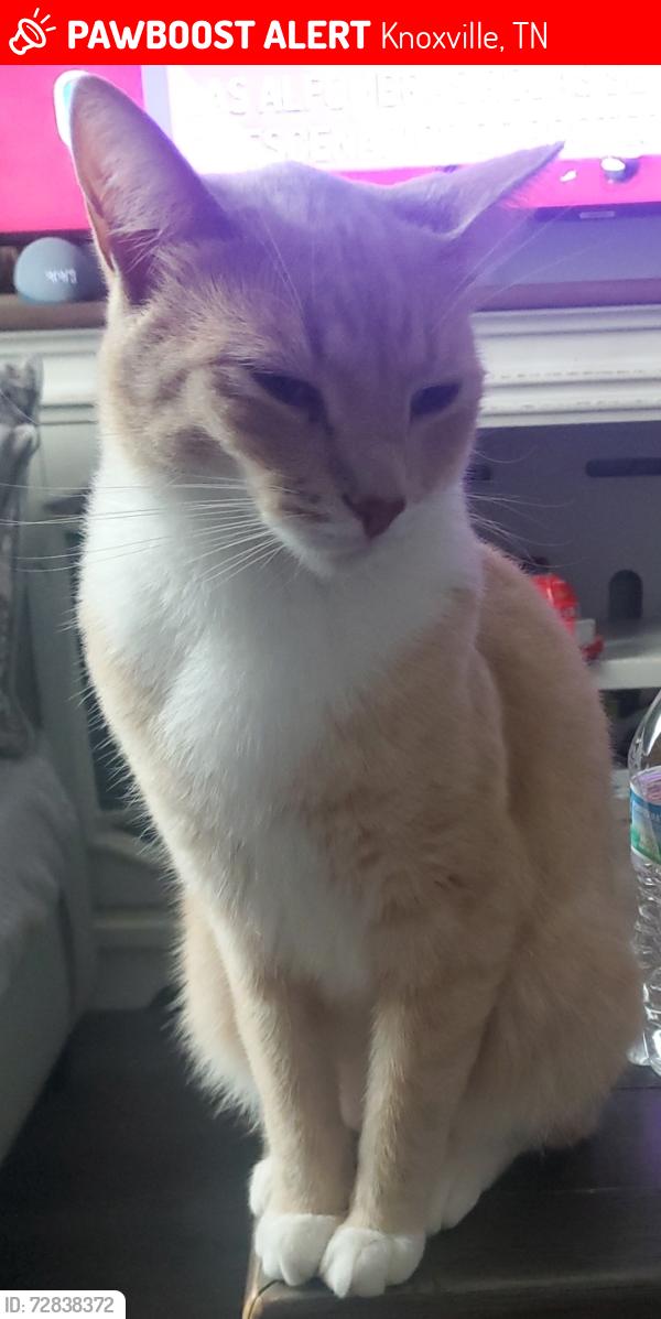 Lost Male Cat last seen Hilda Ln, Knoxville, TN 37921