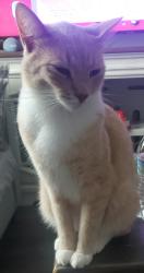 Lost Male Cat last seen Hilda Ln, Knoxville, TN 37921