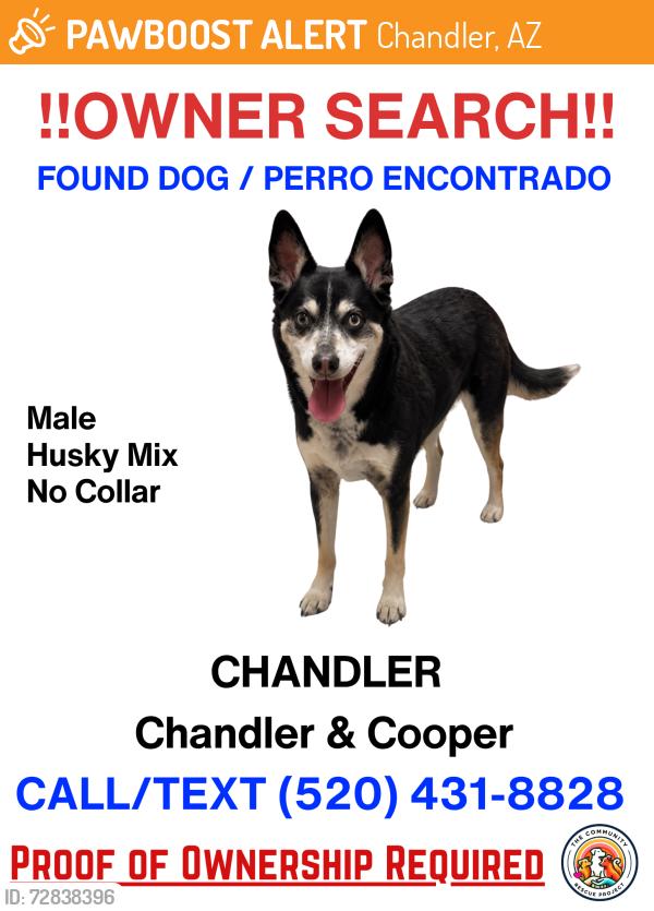 Found/Stray Male Dog last seen Cooper and Chandler, Chandler, AZ 85225