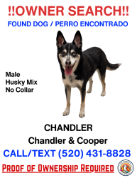 Found/Stray Male Dog last seen Cooper and Chandler, Chandler, AZ 85225