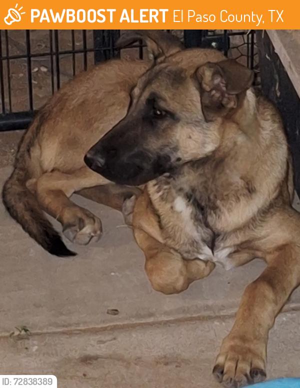 Found/Stray Unknown Dog last seen Montana Vista/ hmstd Meadows near Krag, El Paso County, TX 79938