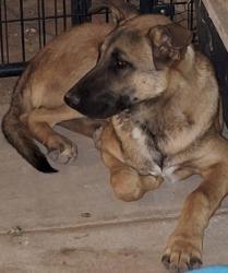 Found/Stray Unknown Dog last seen Montana Vista/ hmstd Meadows near Krag, El Paso County, TX 79938