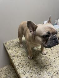 Lost Male Dog last seen Diana, Tx, Diana, TX 75640