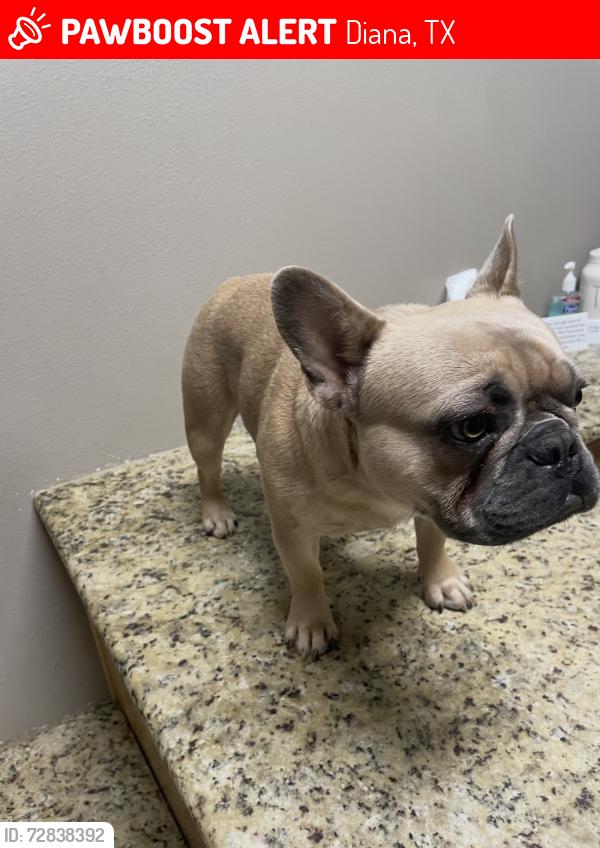 Lost Male Dog last seen Diana, Tx, Diana, TX 75640