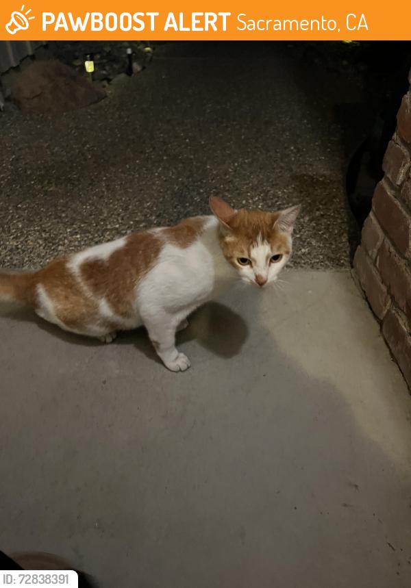 Found/Stray Unknown Cat last seen Riverside , Sacramento, CA 95822