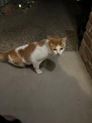 Found/Stray Unknown Cat last seen Riverside , Sacramento, CA 95822