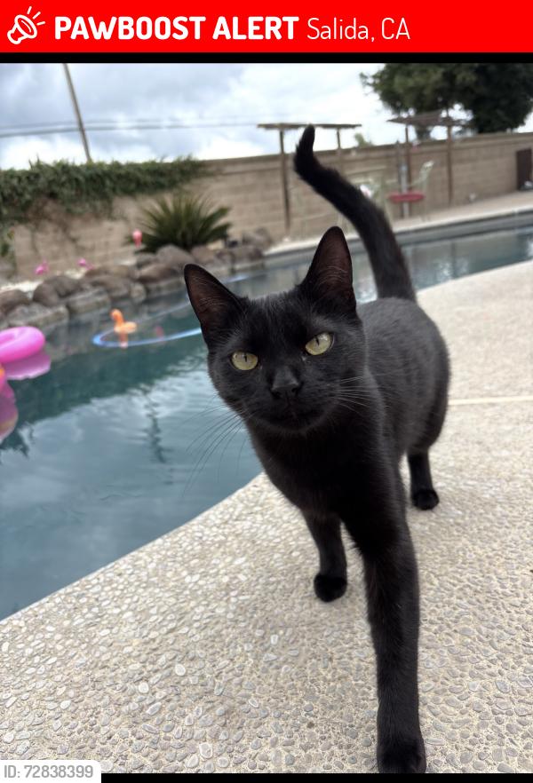 Lost Female Cat last seen Tombs and Kiernan, Salida, CA 95368