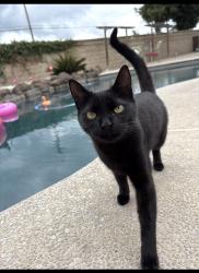 Lost Female Cat last seen Tombs and Kiernan, Salida, CA 95368