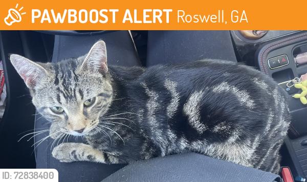 Found/Stray Male Cat last seen Southern Post/Alpharetta St., Roswell, GA 30075
