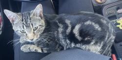 Found/Stray Male Cat last seen Southern Post/Alpharetta St., Roswell, GA 30075
