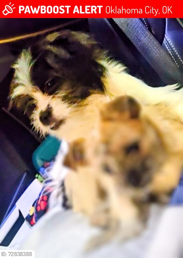 Lost Female Dog last seen Near sw 61st, Oklahoma City, OK 73139