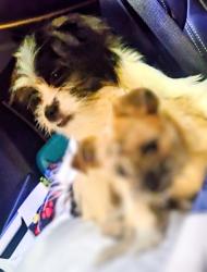 Lost Female Dog last seen Near sw 61st, Oklahoma City, OK 73139