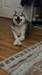 Lost Female Dog last seen Near van dusen , Evansville, IN 47711
