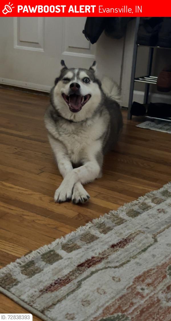 Lost Female Dog last seen Near van dusen , Evansville, IN 47711