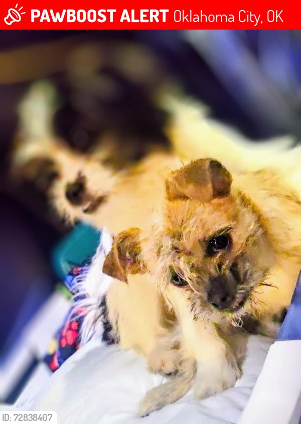 Lost Female Dog last seen Near sw 61st, Oklahoma City, OK 73139