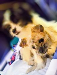 Lost Female Dog last seen Near sw 61st, Oklahoma City, OK 73139