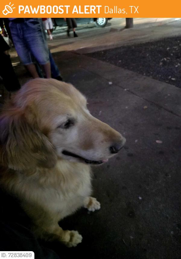 Found/Stray Male Dog last seen Reagan St, Dallas, TX 75219