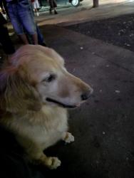 Found/Stray Male Dog last seen Reagan St, Dallas, TX 75219