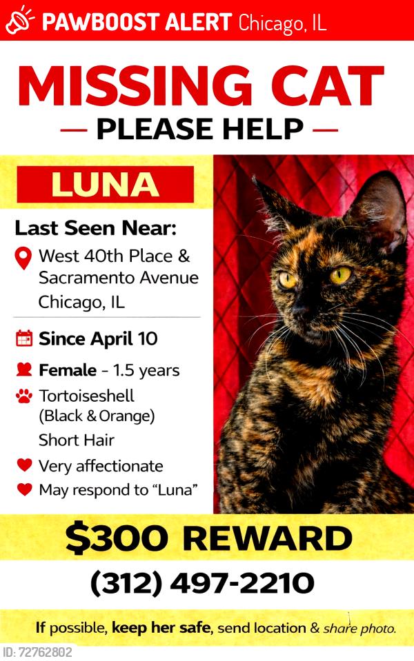 Lost Female Cat last seen 40th Pl and Sacramento , Chicago, IL 60632