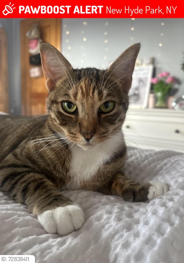 Lost Female Cat last seen By Umbertos , New Hyde Park, NY 11001