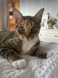 Lost Female Cat last seen By Umbertos , New Hyde Park, NY 11001