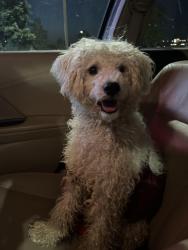 Found/Stray Male Dog last seen Tanglewood Dr, Mansfield, TX, Mansfield, TX 76063