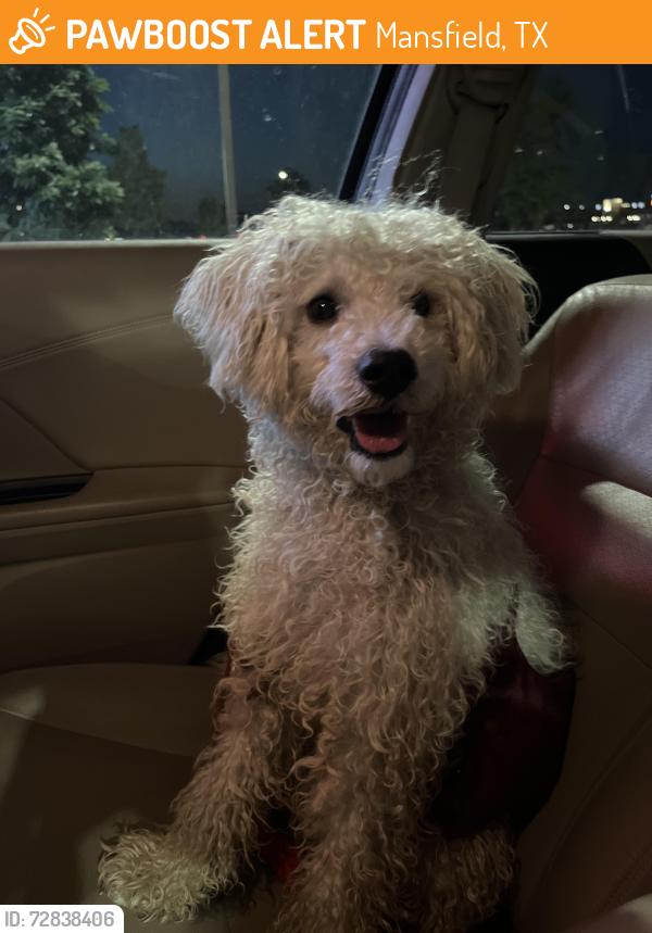 Found/Stray Male Dog last seen Tanglewood Dr, Mansfield, TX, Mansfield, TX 76063