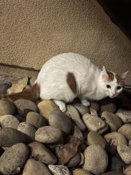 Found/Stray Unknown Cat last seen Las Palmas dr, Irvine, CA 92602