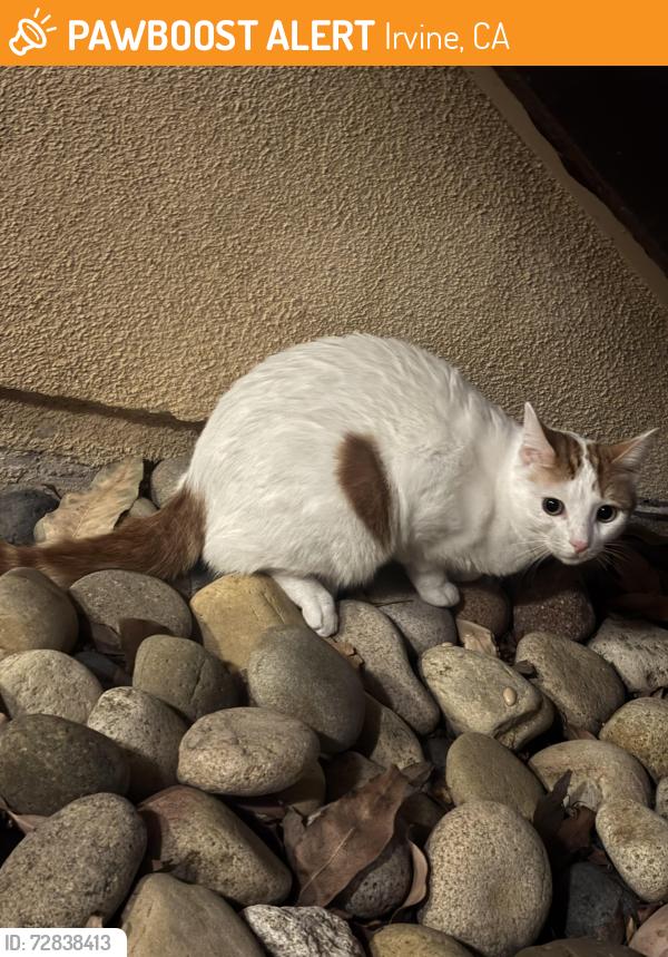 Found/Stray Unknown Cat last seen Las Palmas dr, Irvine, CA 92602