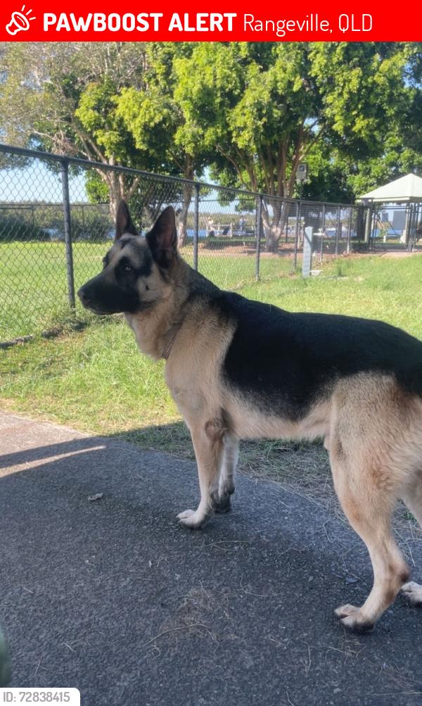 Lost Male Dog last seen Lake Annan , Rangeville, QLD 4350