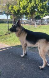 Lost Male Dog last seen Lake Annan , Rangeville, QLD 4350