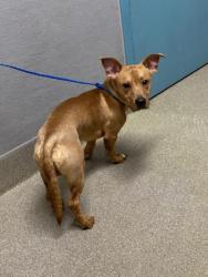 Shelter Stray Male Dog last seen , Las Vegas, NV 89101