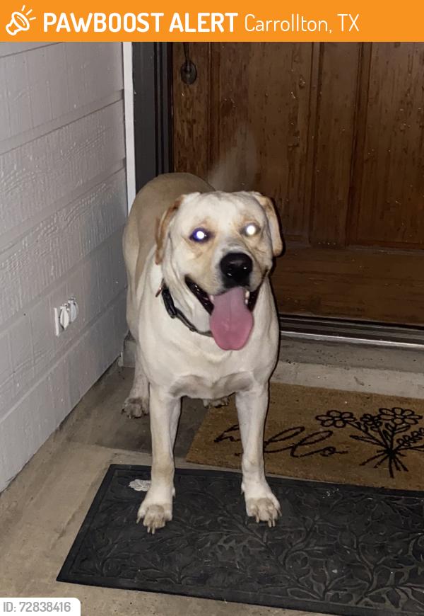 Found/Stray Unknown Dog last seen Mary Heads Park , Carrollton, TX 75006