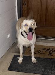 Found/Stray Unknown Dog last seen Mary Heads Park , Carrollton, TX 75006