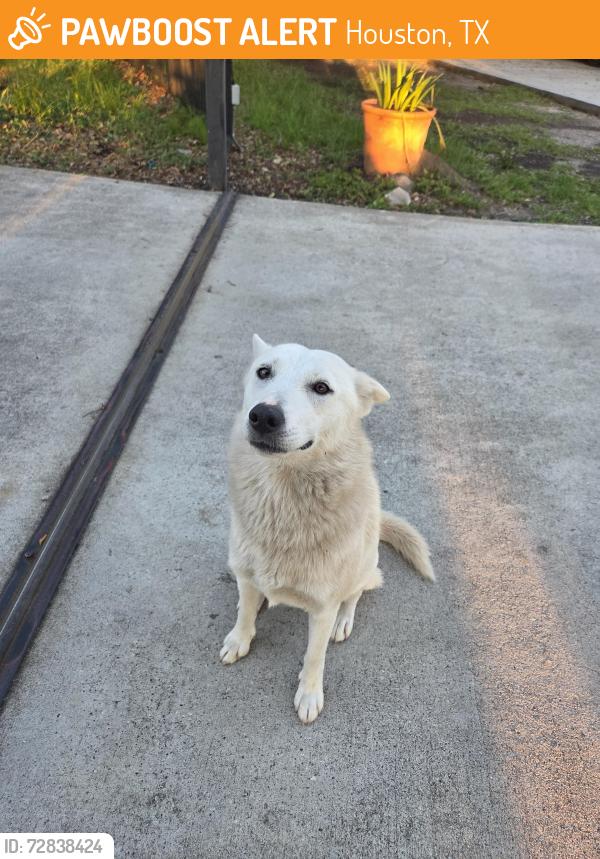 Found/Stray Female Dog last seen In front of Walmart, Houston, TX 77065
