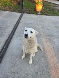 Found/Stray Female Dog last seen In front of Walmart, Houston, TX 77065