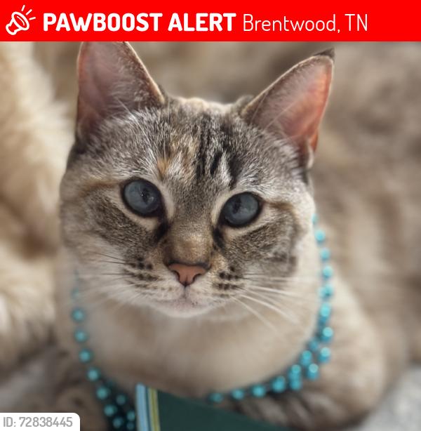 Lost Female Cat last seen Wilson Pike, Haverhill, Concord Road, Brentwood, TN 37027