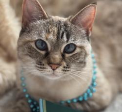 Lost Female Cat last seen Wilson Pike, Haverhill, Concord Road, Brentwood, TN 37027